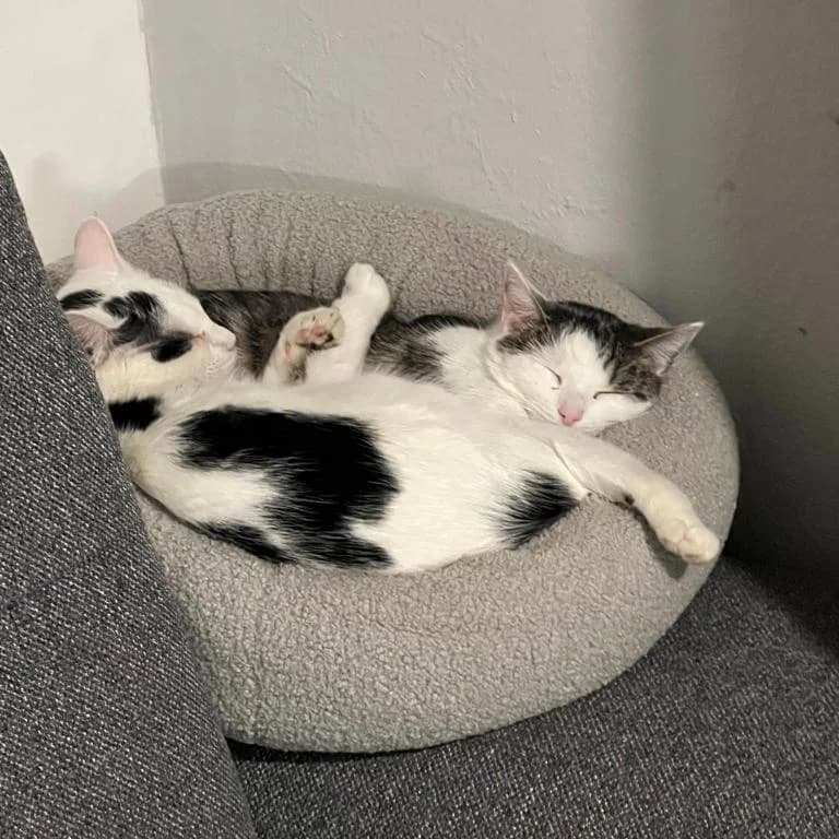 Sven, Emil, Nelly Katzenhilfe Deggendorf, male young mixed breed for adoption at Tierheim Plattling, Plattling
