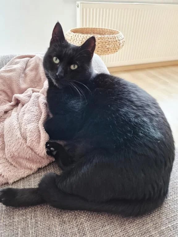 Pauli Katzenhilfe Deggendorf, male 4yo mixed breed for adoption at Tierheim Plattling, Plattling