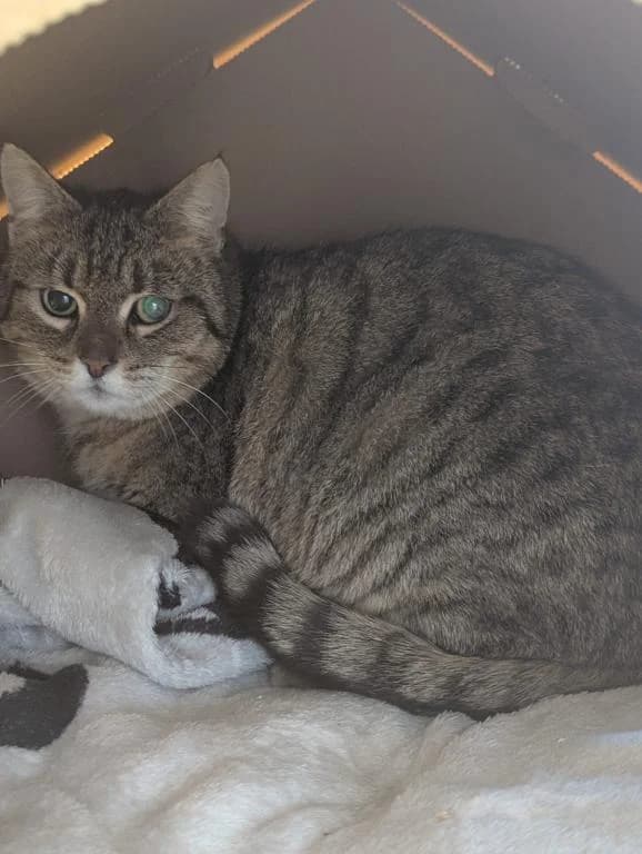 Wilma, female 6yo mixed breed for adoption at Tierheim Plattling, Plattling