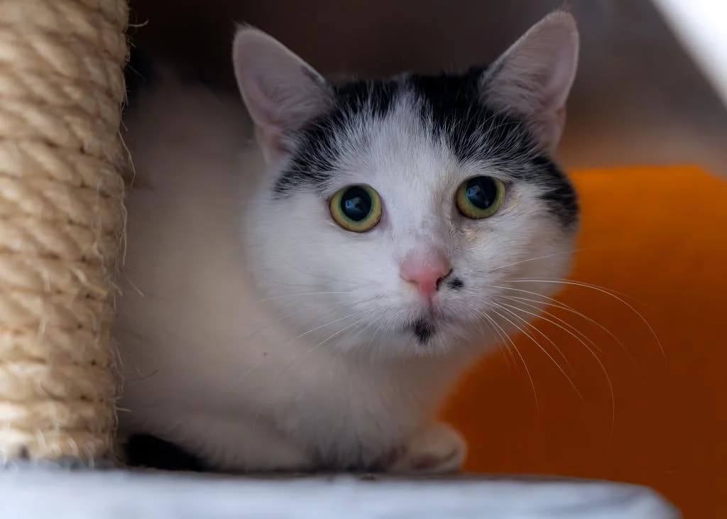Willow, female 4yo mixed breed for adoption at Tierheim Plattling, Plattling