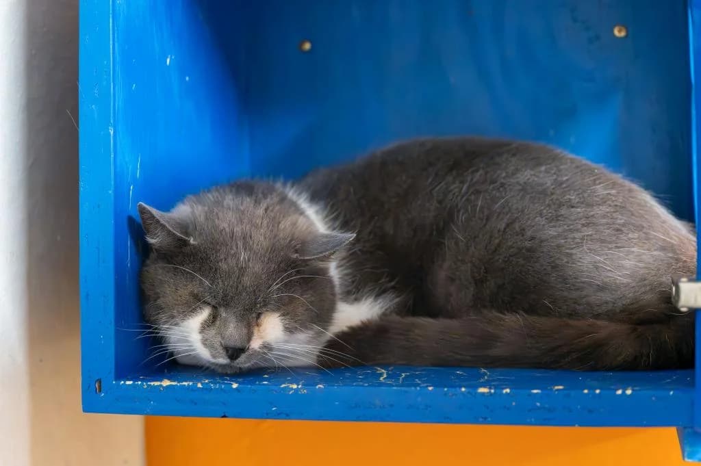 Winston, male mixed breed for adoption at Tierheim Plattling, Plattling
