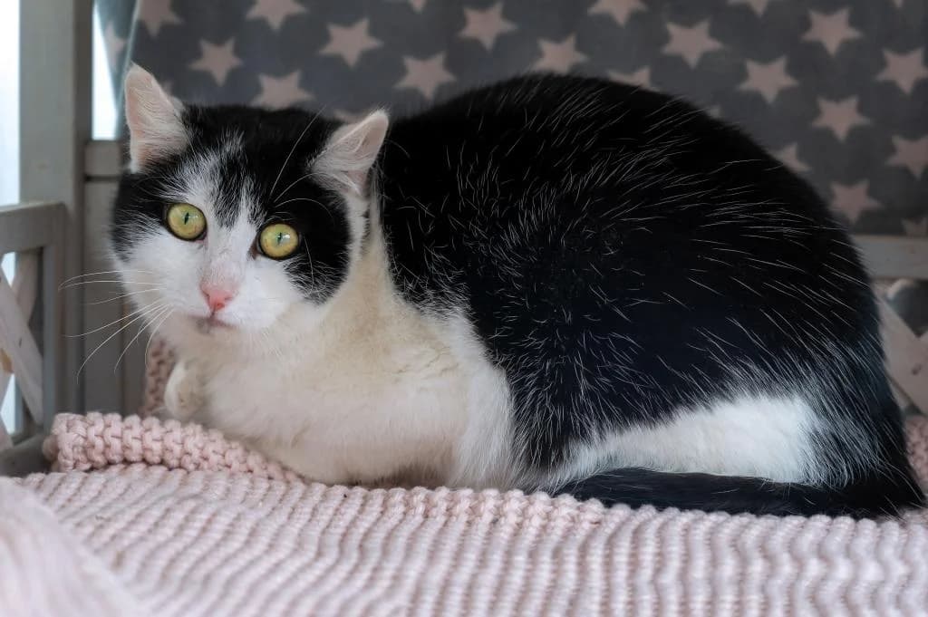 Winnie, female mixed breed for adoption at Tierheim Plattling, Plattling