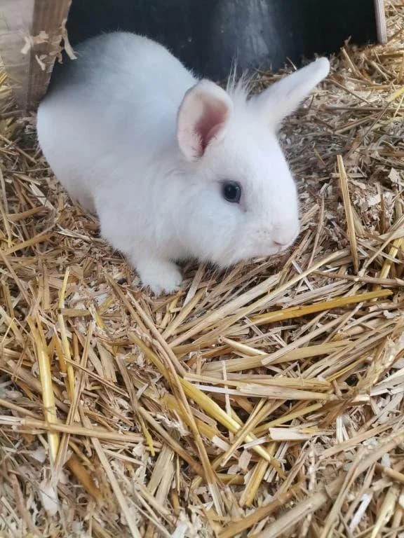 Amigo, male mixed breed for adoption at Tierheim Plattling, Plattling