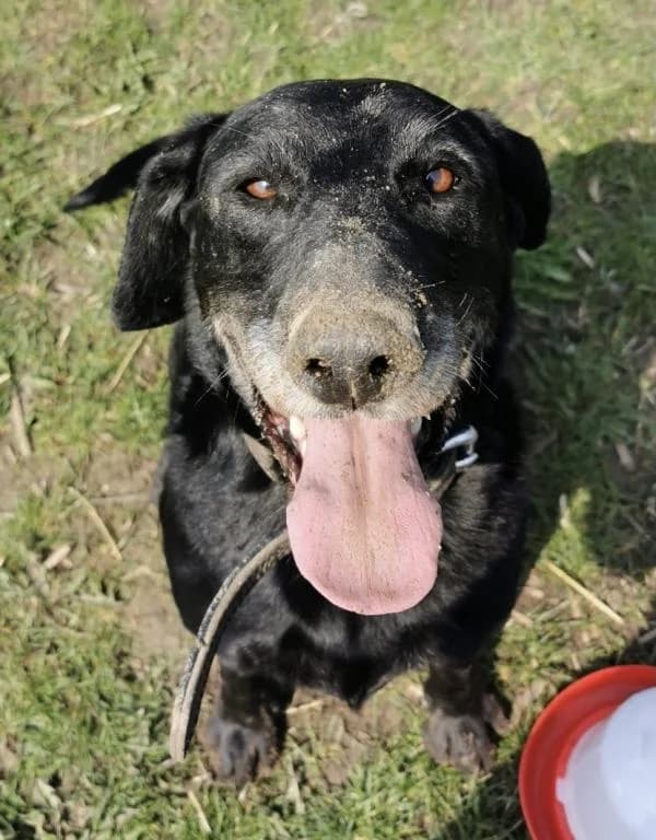 Jacky - Dobermann-labrador-goldie Mischling,  Labrador Retriever for adoption at Tierheim Plattling, Plattling