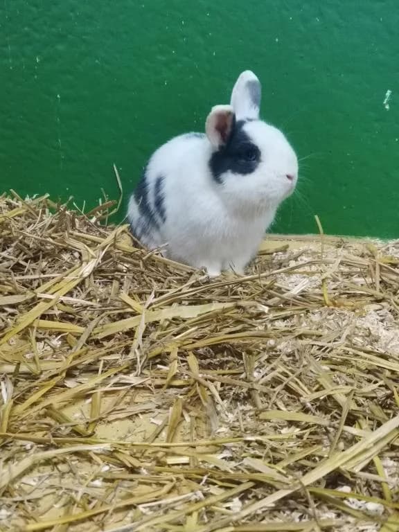 Sid, male young mixed breed for adoption at Tierheim Plattling, Plattling