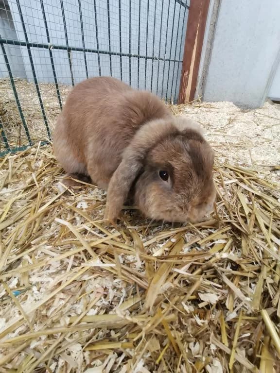 Manni - Zwergwidder,  mixed breed for adoption at Tierheim Plattling, Plattling