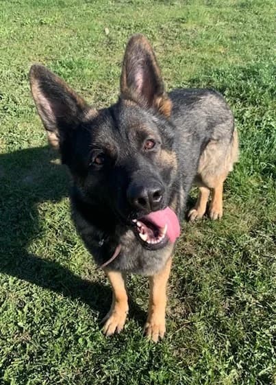 Oskar, male mixed breed for adoption at Tierheim Plattling, Plattling