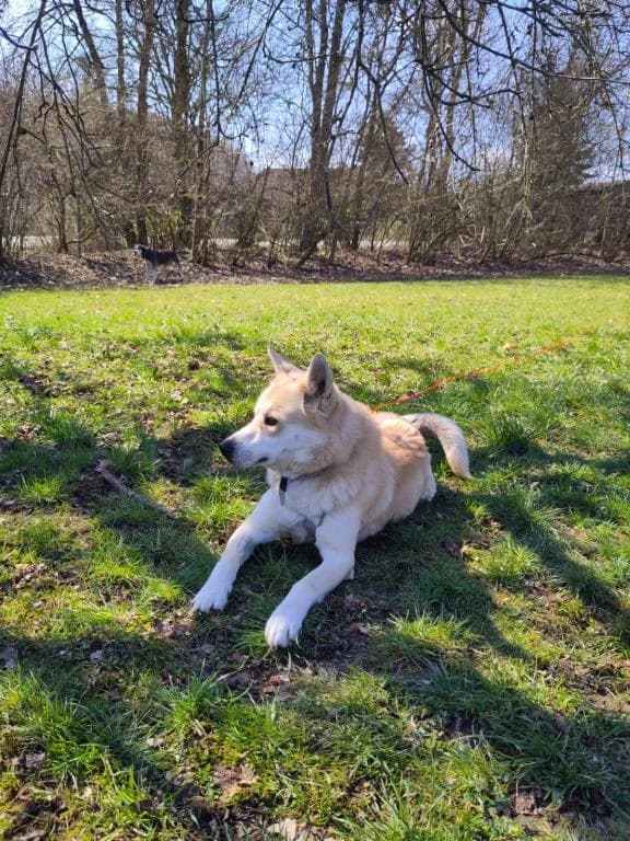 Polar Direktvermittlung, male young Husky for adoption at Tierheim Plattling, Plattling