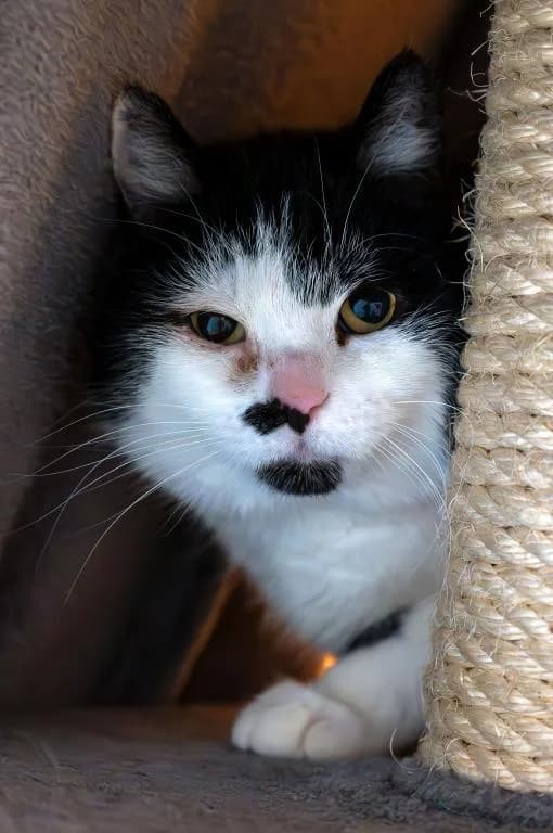 Whisper, female mixed breed for adoption at Tierheim Plattling, Plattling