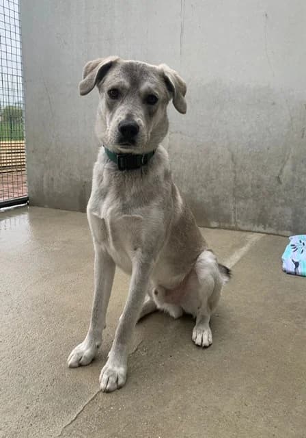 Luke, male young Mixed Breed for adoption at Tierheim Plattling, Plattling
