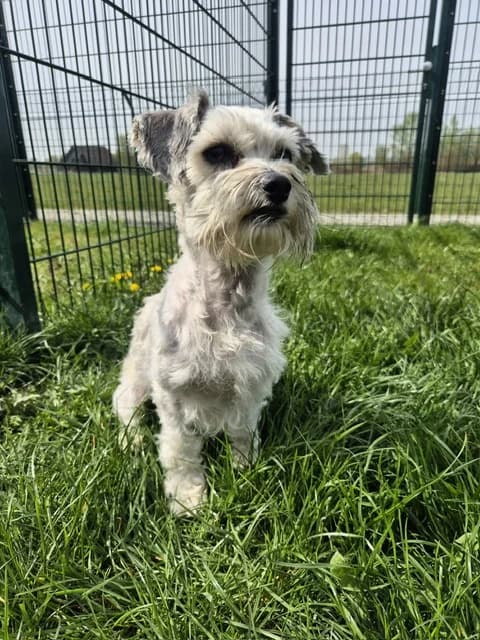 Matze, male Mixed Breed for adoption at Tierheim Plattling, Plattling