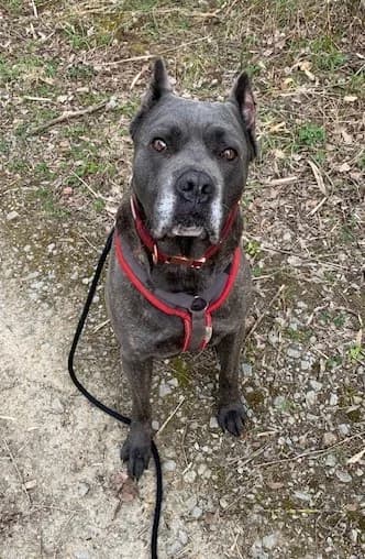 Thanos, male 5yo Mixed Breed for adoption at Tierheim Plattling, Plattling