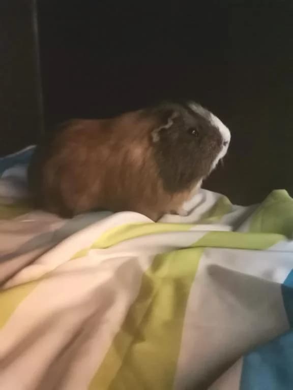 Zorro - Meerschweinchen,  mixed breed for adoption at Tierheim Plattling, Plattling