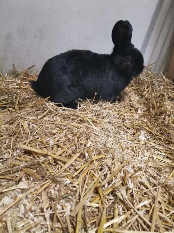 Spartakus, male 7yo mixed breed for adoption at Tierheim Plattling, Plattling