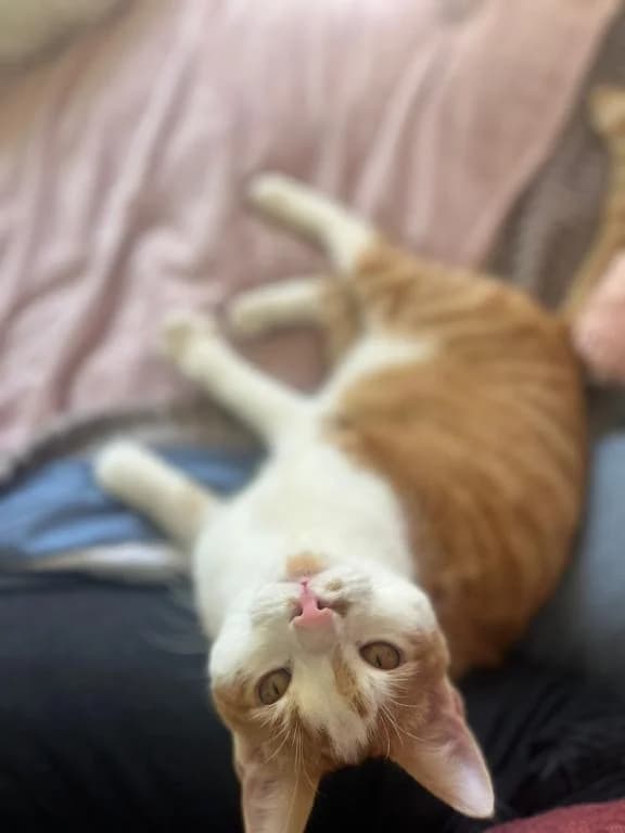 Robin - Ehk,  mixed breed for adoption at Tierheim Plattling, Plattling