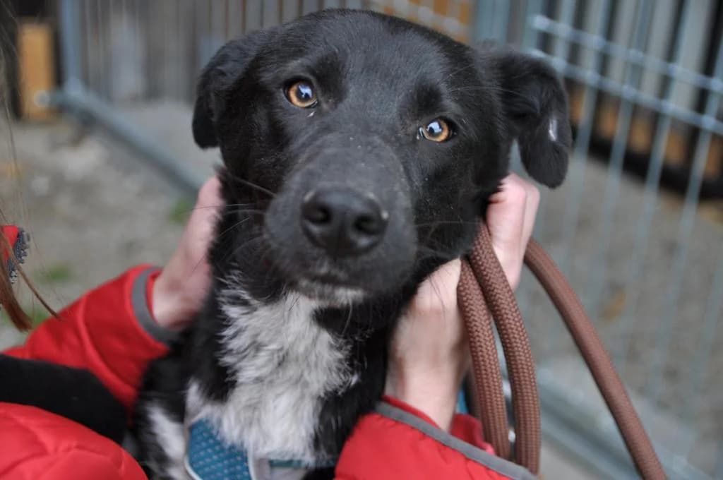 Luna Direktvermittlung - Mischling,  Mixed Breed for adoption at Tierheim Plattling, Plattling