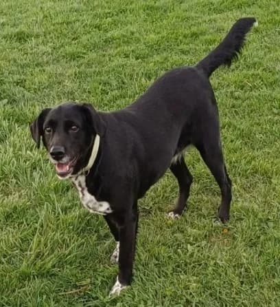 Kinga Direktvermittlung - Mischling,  Mixed Breed for adoption at Tierheim Plattling, Plattling