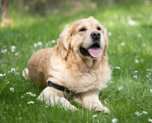 Dringend Pflegestelle Für Älteren Hund "beppo" Gesucht - Mischling,  Mixed Breed for adoption at Tierheim Plattling, Plattling