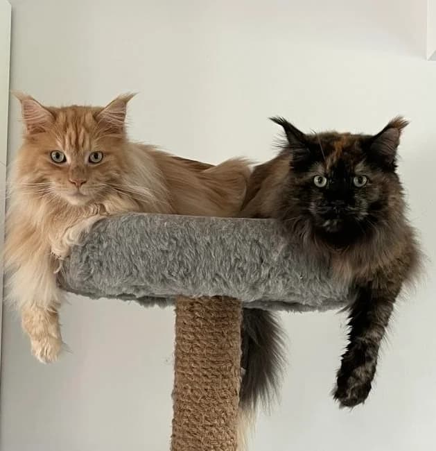 Sammy & Danny, male 4yo Maine Coon for adoption at Tierheim Plattling, Plattling