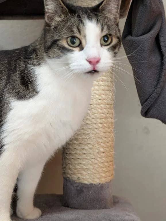 Herr Miezer - Ehk,  mixed breed for adoption at Tierheim Plattling, Plattling