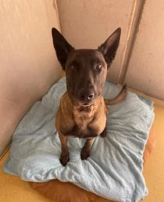 Spike, male 4yo Belgian Malinois for adoption at Tierheim Plattling, Plattling