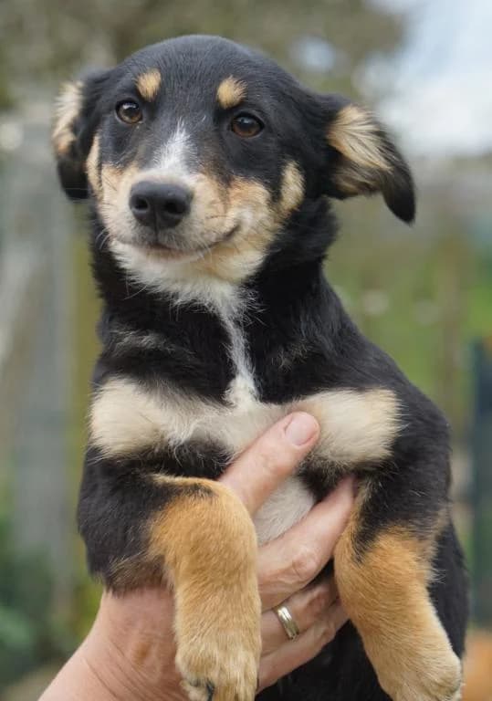 Kiki Direktvermittlung, male puppy Mixed Breed for adoption at Tierheim Plattling, Plattling