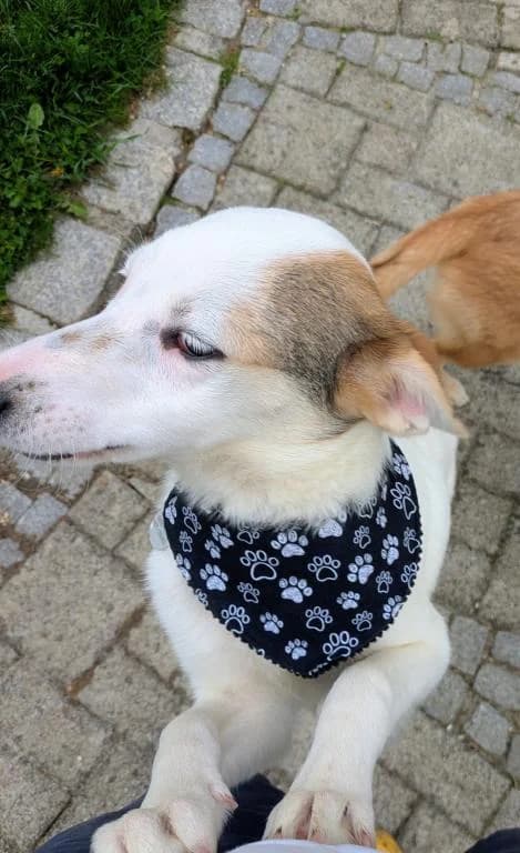 Liza Direktvermittlung, female puppy Mixed Breed for adoption at Tierheim Plattling, Plattling