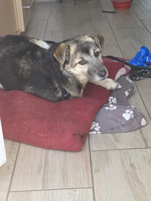 Betty Direktvermittlung, female senior Mixed Breed for adoption at Tierheim Plattling, Plattling