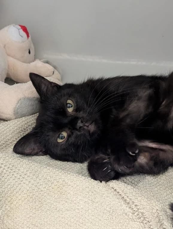 Onyx, male young mixed breed for adoption at Tierheim Plattling, Plattling