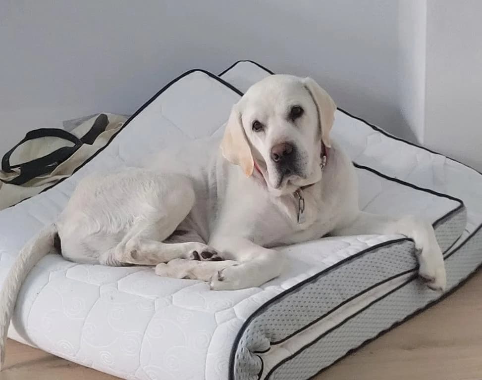 Sam Direktvermittlung, Labrador Retriever (Tierheim Plattling)