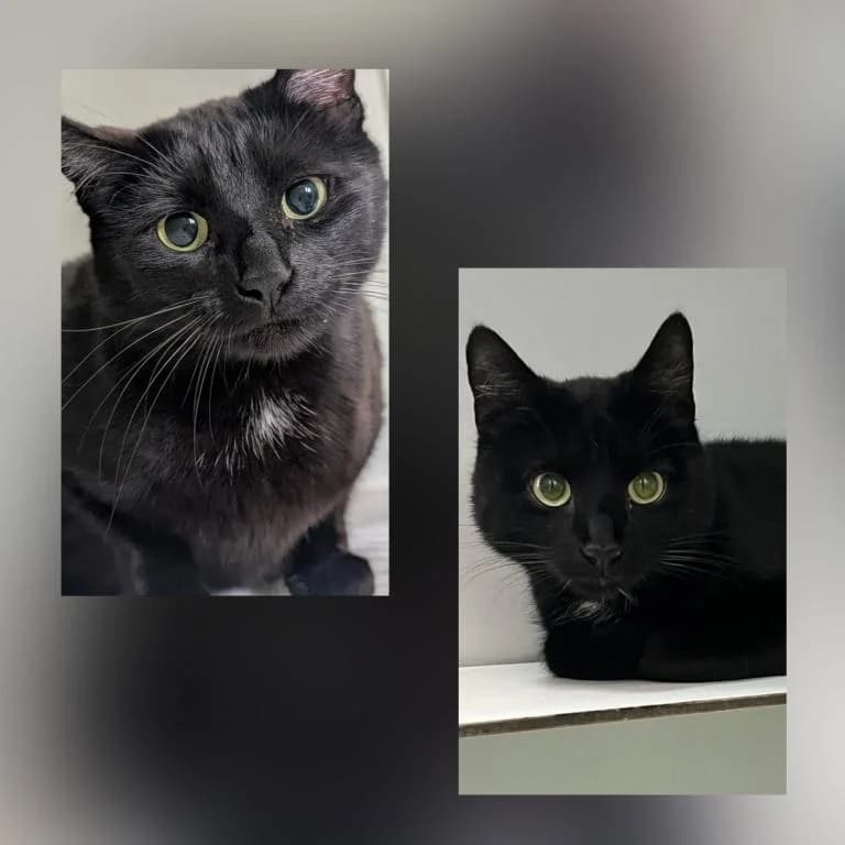 Nala & Baghira,  (Tierheim Plattling)