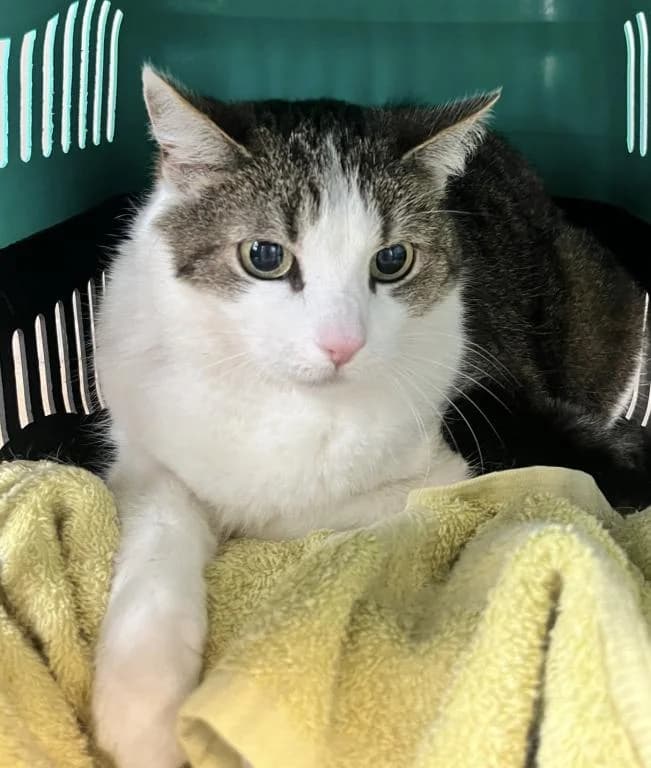 Kira,  (Tierheim Plattling)