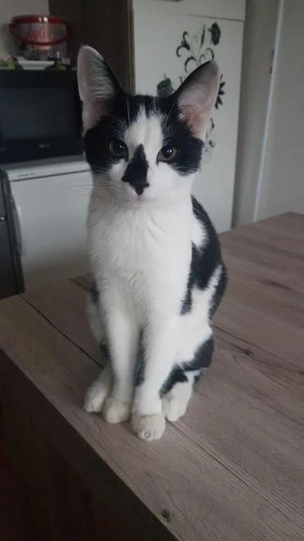 Charly,  (Tierheim Plattling)
