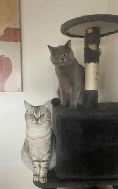 Balu & Luna Simba, Lilly & Maximus Direktvermittlung, 5yo mixed breed for adoption at Tierheim Plattling, Plattling