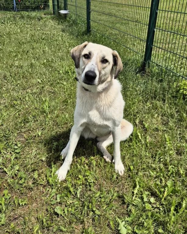 Dasha, female young mixed breed for adoption at Tierheim Plattling, Plattling