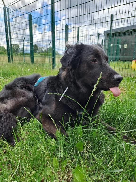 Bella, female Border Collie for adoption at Tierheim Plattling, Plattling