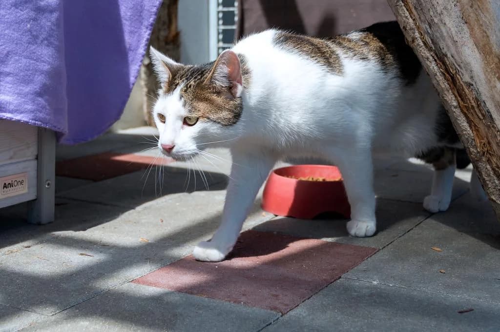 Simba,  (Tierheim Plattling)