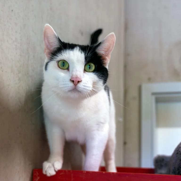 Mimi,  (Tierheim Plattling)