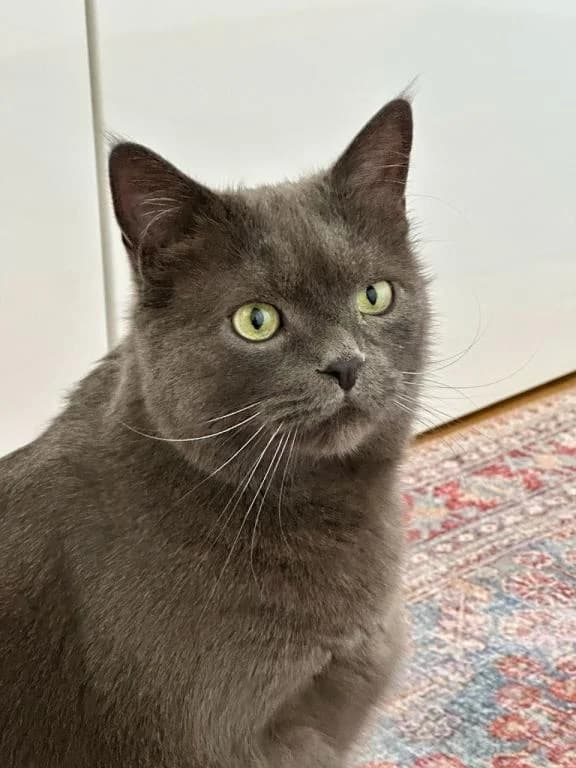 Max, male British Shorthair for adoption at Tierheim Plattling, Plattling