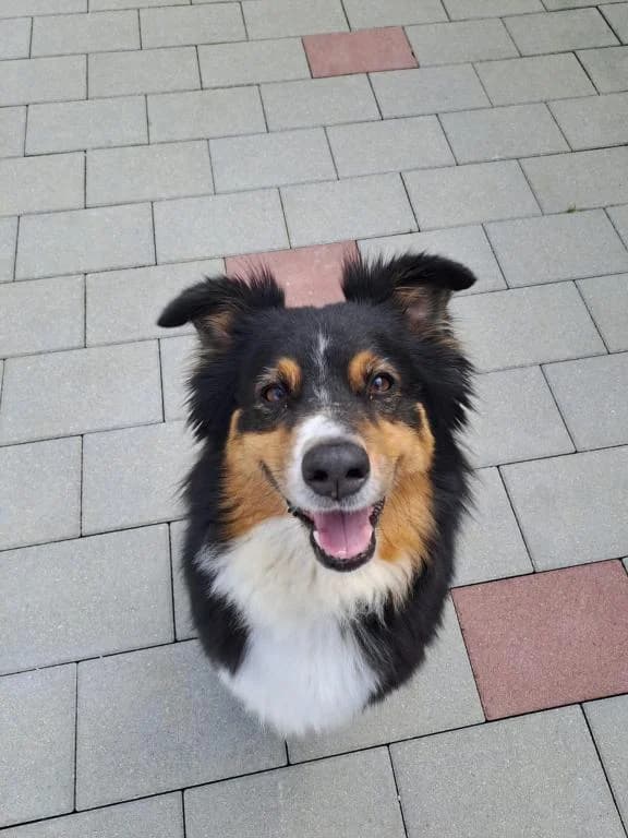 Joanna, female mixed breed for adoption at Tierheim Plattling, Plattling