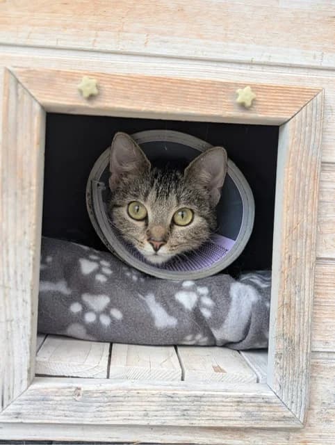Lotti, female mixed breed for adoption at Tierheim Plattling, Plattling