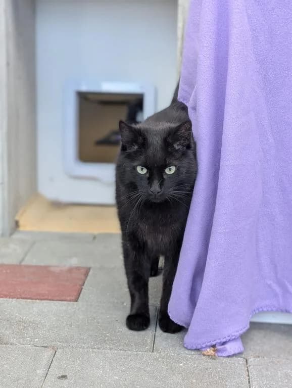 Puma, male mixed breed for adoption at Tierheim Plattling, Plattling