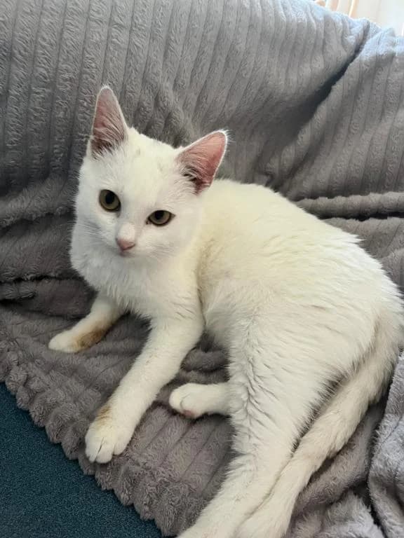 Tabaluga, male young mixed breed for adoption at Tierheim Plattling, Plattling