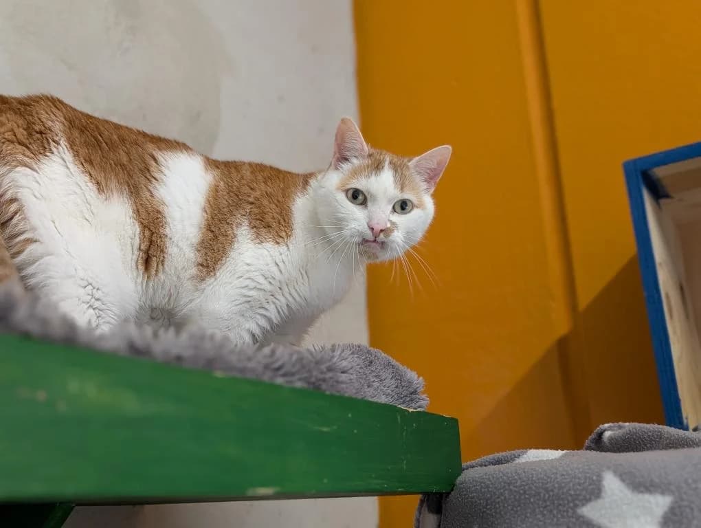 Garfield, male senior mixed breed for adoption at Tierheim Plattling, Plattling