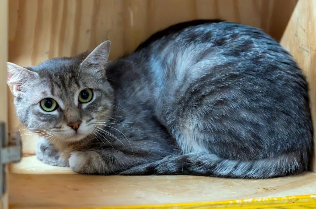 Luna, female mixed breed for adoption at Tierheim Plattling, Plattling