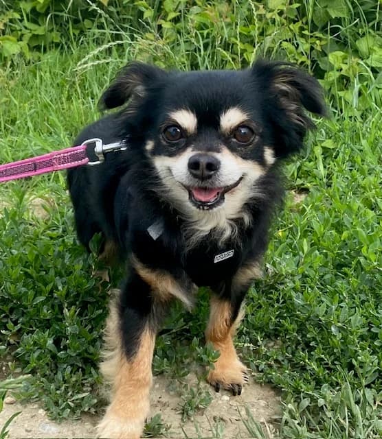 Gino, male senior Chihuahua for adoption at Tierheim Plattling, Plattling