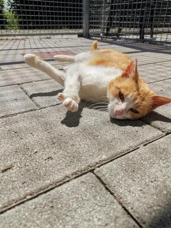 Goldie, female mixed breed for adoption at Tierheim Plattling, Plattling