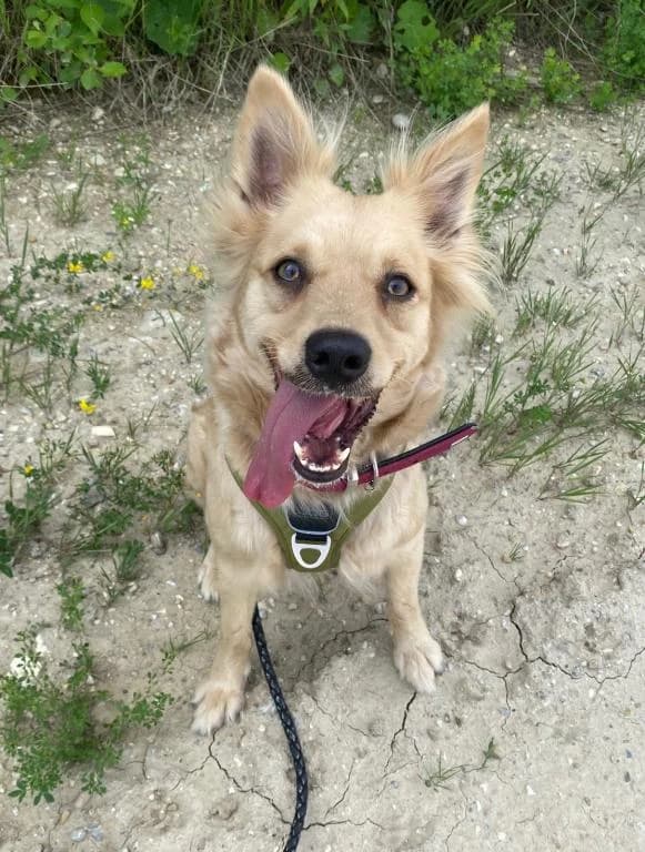 Lina, female 6yo Mixed Breed for adoption at Tierheim Plattling, Plattling