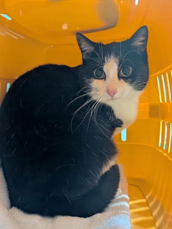 Olessa, female 7yo mixed breed for adoption at Tierheim Plattling, Plattling