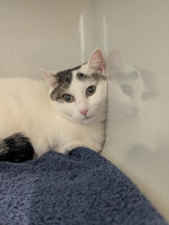 Ofra, female 7yo mixed breed for adoption at Tierheim Plattling, Plattling